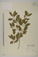 厚葉衛矛, 源一木藏品圖，第1張