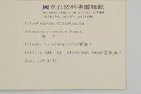 厚葉衛矛, 源一木藏品圖，第2張