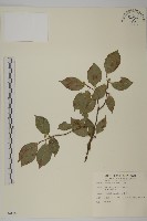 光果南蛇藤藏品圖，第1張