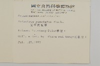 光果南蛇藤藏品圖，第2張