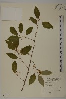 光果南蛇藤藏品圖，第1張