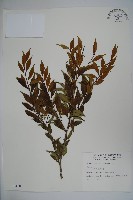 早田氏冬青藏品圖，第1張