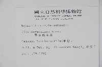 早田氏冬青藏品圖，第2張