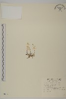 玉山卷耳藏品圖，第1張