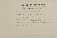 玉山卷耳藏品圖，第2張