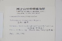 玉山山奶草藏品圖，第2張