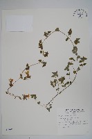 玉山山奶草藏品圖，第1張