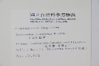 玉山山奶草藏品圖，第2張