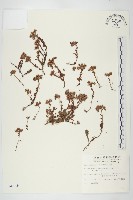 玉山佛甲草藏品圖，第1張