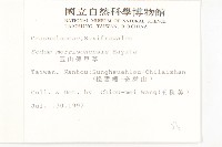 玉山佛甲草藏品圖，第2張