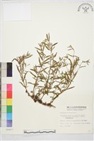 闊柱柳葉菜藏品圖，第1張