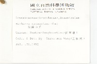 山芥菜藏品圖，第2張