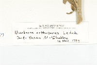 山芥菜藏品圖，第3張