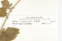 山芥菜藏品圖，第4張