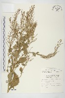 山芥菜藏品圖，第1張