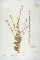 山芥菜藏品圖，第1張