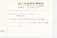 山芥菜藏品圖，第2張