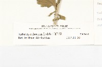 山芥菜藏品圖，第3張