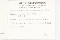 山芥菜藏品圖，第2張