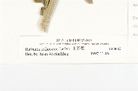 山芥菜藏品圖，第3張