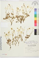 蓬萊毛茛藏品圖，第1張