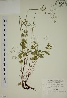 玉山茴香藏品圖，第1張