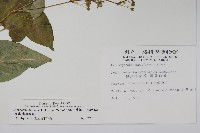 薄葉牛皮消藏品圖，第2張