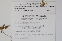 薄葉牛皮消藏品圖，第2張