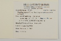 薄葉牛皮消藏品圖，第4張