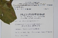 薄葉牛皮消藏品圖，第2張