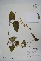 薄葉牛皮消藏品圖，第1張