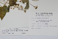 薄葉牛皮消藏品圖，第2張