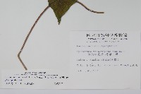 薄葉牛皮消藏品圖，第2張