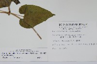 薄葉牛皮消藏品圖，第2張