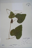 大葉馬兜鈴藏品圖，第1張