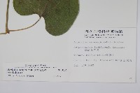 大葉馬兜鈴藏品圖，第2張