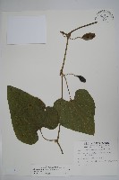 大葉馬兜鈴藏品圖，第1張