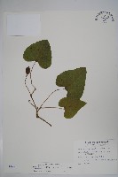 大葉馬兜鈴藏品圖，第1張