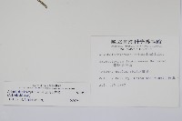 大葉馬兜鈴藏品圖，第2張
