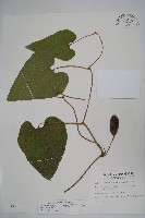 大葉馬兜鈴藏品圖，第1張