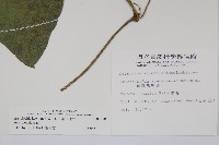 大葉馬兜鈴藏品圖，第2張