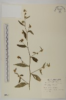 黃金珠藏品圖，第1張