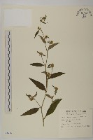 黃金珠藏品圖，第1張