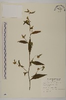 黃金珠藏品圖，第1張