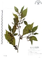 龍珠藏品圖，第1張