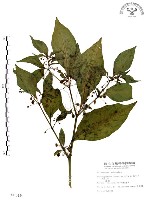 龍珠藏品圖，第1張