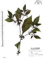 龍珠藏品圖，第1張