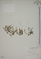 黃斑龍膽藏品圖，第1張