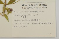 狗筋蔓藏品圖，第2張