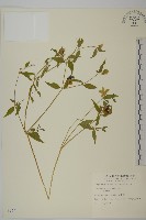 狗筋蔓藏品圖，第1張